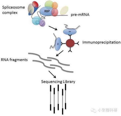 研究蛋白与rna互作的经典技术总结——rip，还不赶快收藏？ 哔哩哔哩