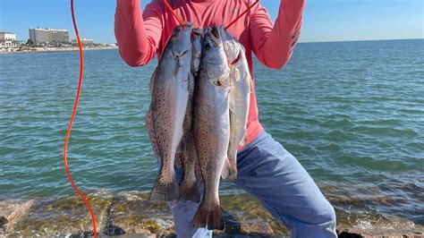 Speckled Trout Fishing St Pier Galveston Texas Youtube