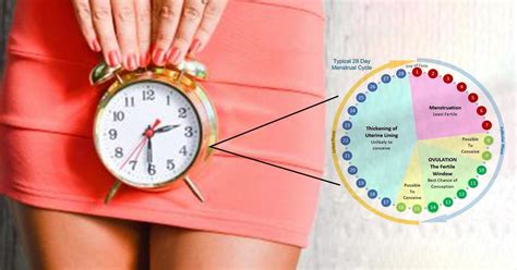 Menstrual Cycle Safe Days Chart