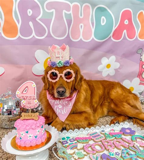 Dog Birthday Crown, Pet Birthday Crown, Dog Crown, Pet Crown Dog Party