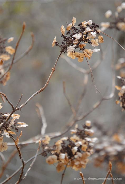 Top Reasons To Love The Oakleaf Hydrangea Shrub