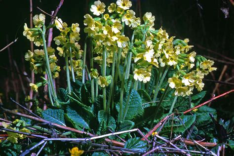 Primula Elatior Primulaceae Image At Phytoimages Siu Edu