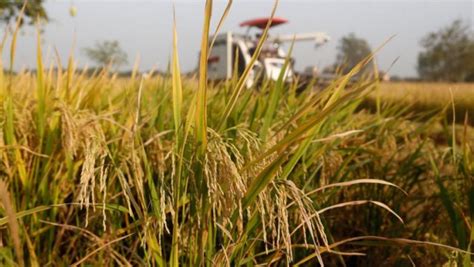 Cambodia Earns Million As Rice Exports Soar Cambodianess