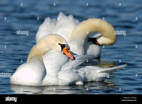 Hoeckerschwan Cygnus Olor Mute Swan Europe Europa Stock Photo Alamy