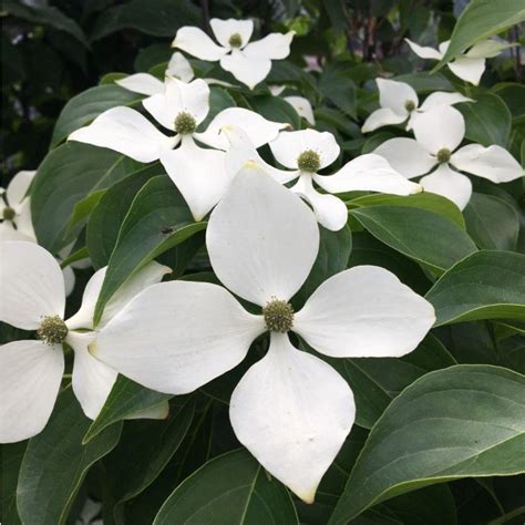 Chinese Flowering Dogwood