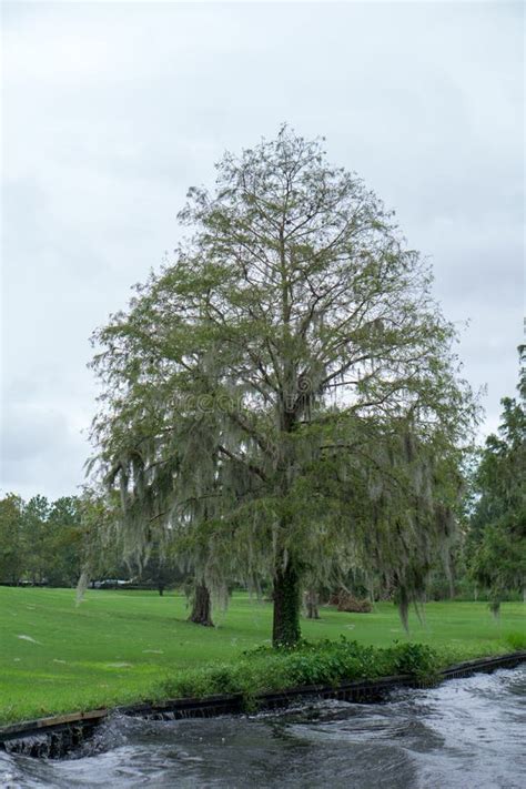 Weeping Willow Tree stock image. Image of foliage, babylon - 130134867