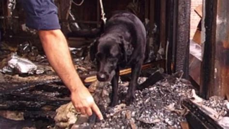 A Nose For Arson – State Police Canine Program Turns 30 - CT Now