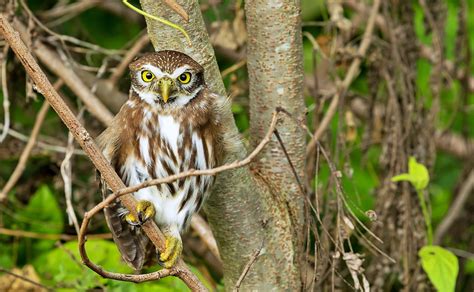 Tecolote Baje O Grupo Brasilianum Ebird