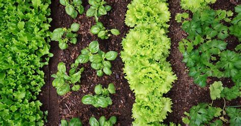 How To Grow Tasty Homegrown Vegetables