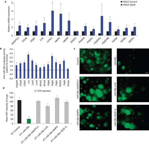 R 29b Knockdown Increases The Level Of Expression Of Its Target Genes