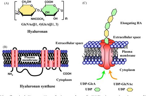 Altered Hyaluronan Biosynthesis In Cancer Progression Semantic Scholar