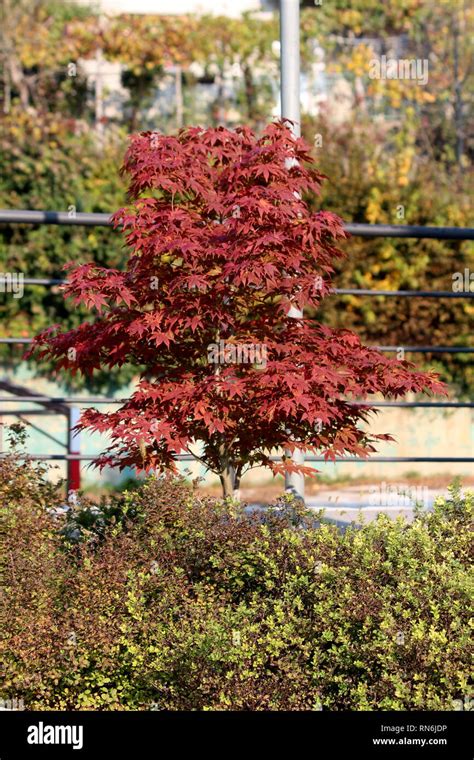 Japanese Red Maple Or Acer Palmatum Or Palmate Maple Or Smooth Japanese Maple Hardy Small