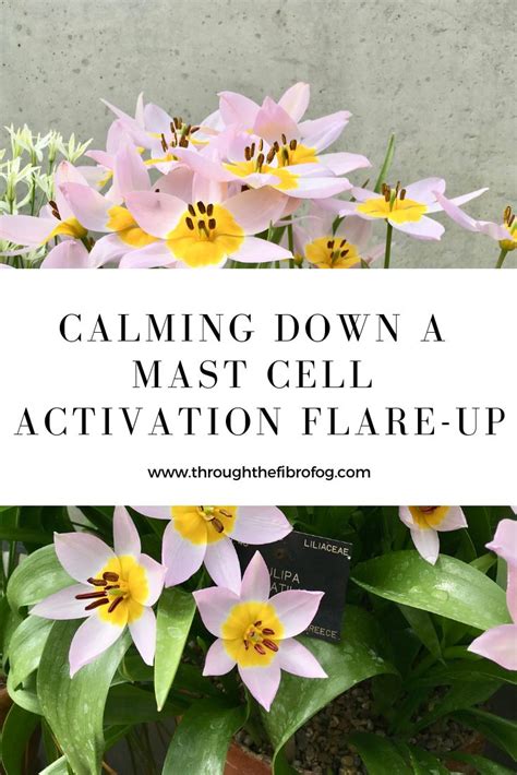 Calming Down A Mast Cell Flare Up Mast Cell Mast Cell Activation