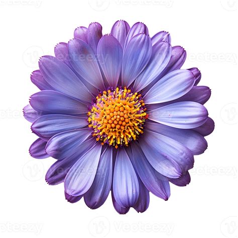 Aster flower . Purple aster flower top view . Aster September flower