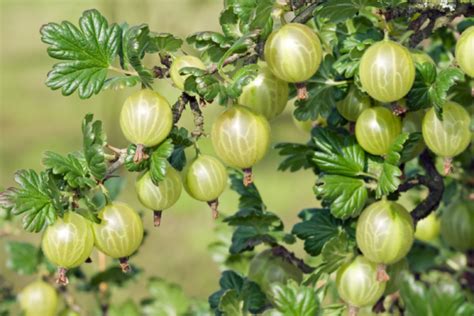 Stachelbeeren Vermehren Mit Stecklingen Oder Absenkern