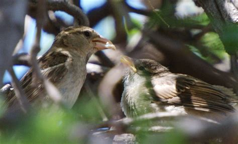 Love Birds: May 26, 2012 Baby Birds Feeding