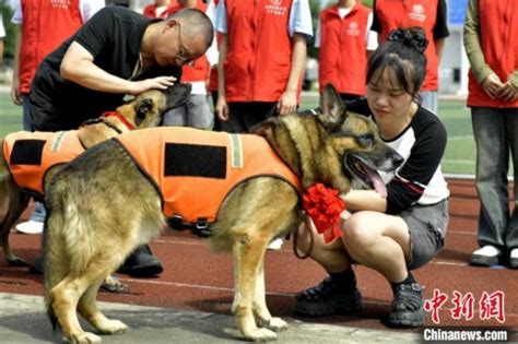 四川成都：4只消防搜救犬退役有了新家 社会·法治 人民网