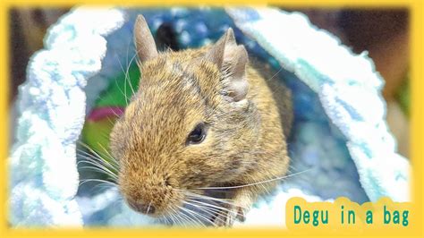 Degu Degu Is Playing In The Bag Then The Degus