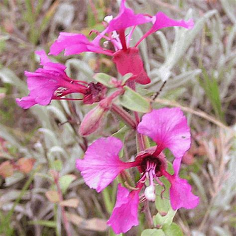 Clarkia elegans (Clarkia) Wildflower Seed