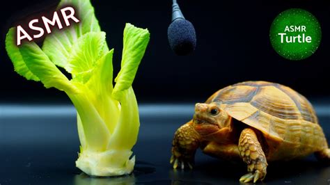 Turtle Tortoise Eating Bok Choy Asmr Mukbang Youtube