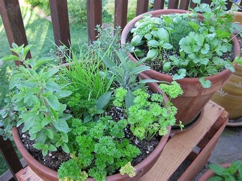 Best Cilantro Companion Plants Companion Planting For Cilantro