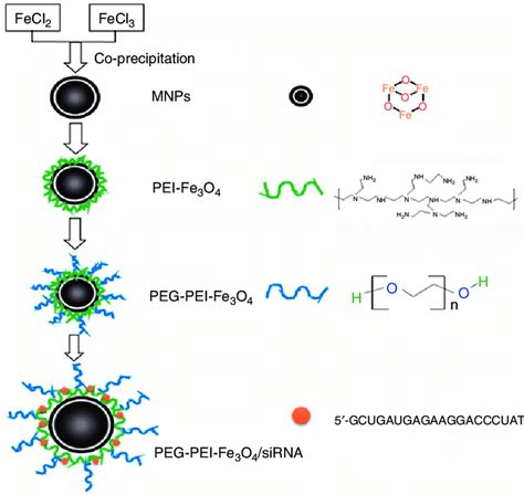 A Schematic Diagram Of The Synthesis Of Sirna Loaded Peg Pei Fe O