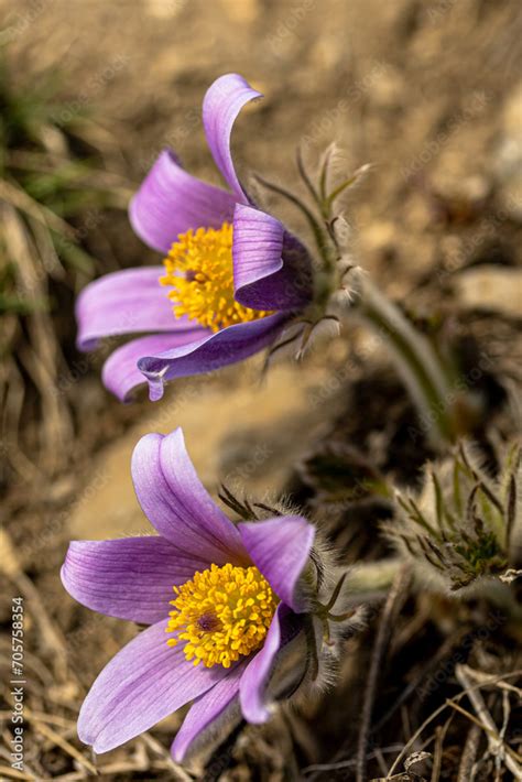 Macro Of A Blooming Purple Flower Of Pulsatilla Vulgaris In The Grass