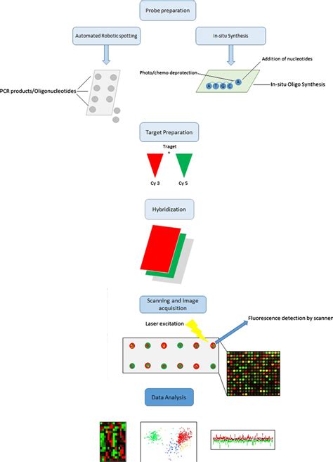 Gene Expression Identification By Using Microarray Download