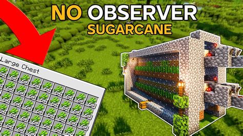 Sugarcane Farm Without a Observer in Minecraft | Minecraft underground ...