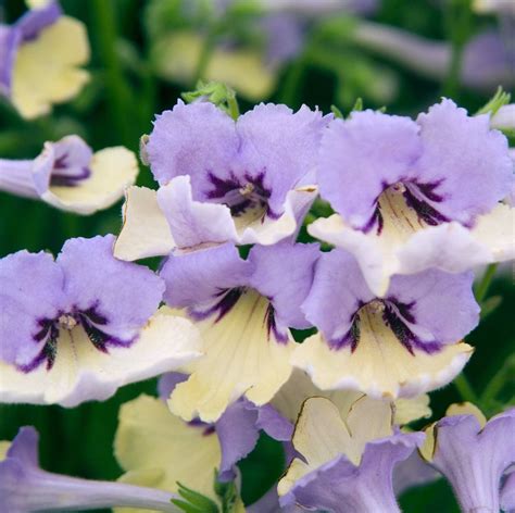 Chelsea Flower Show: Plant of the Decade Winners Announced