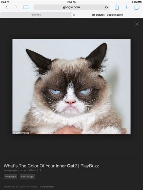 He Is The Grumpiest Cat Funny Grumpy Cat Memes Grumpy Cat Humor Grumpy Cat