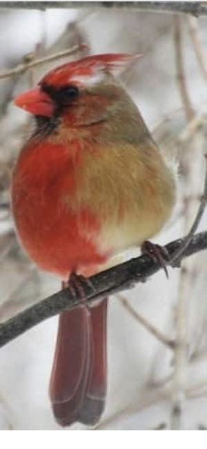 Rare half male half female cardinal : r/mildlyinteresting