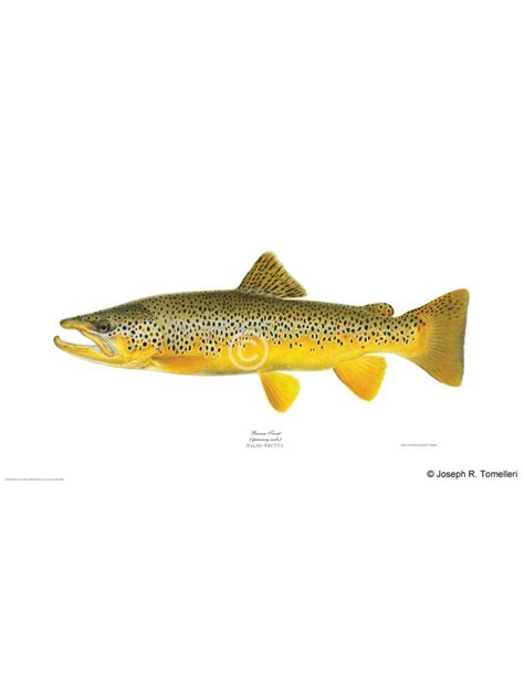 Brown trout, spawning male