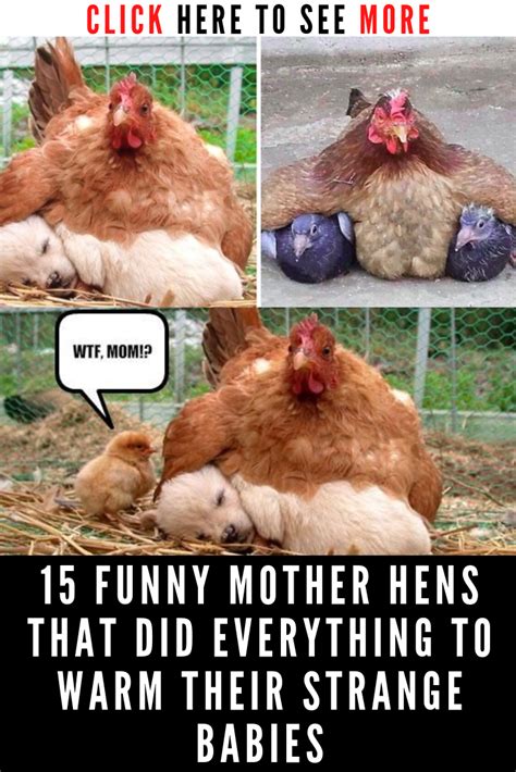 15 Funny Mother Hens That Did Everything To Warm Their Strange Babies