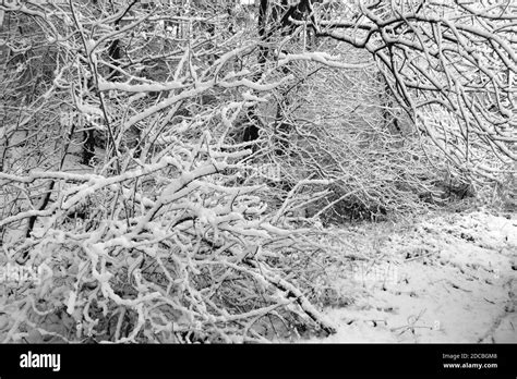 Beautiful Winter Snow Scene In Woods Tree Lined Pathway Covered With