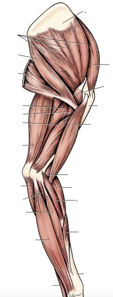 Muscles Of The Left Thoracic Limb Medial View Diagram Quizlet Hot Sex