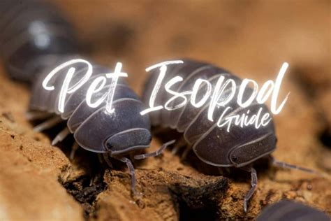 The Complete Pet Isopod Guide Picks Enclosure Setup And Care