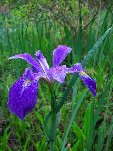 Cypress Gardens - the Gardeners Blog: Early Iris Bloom