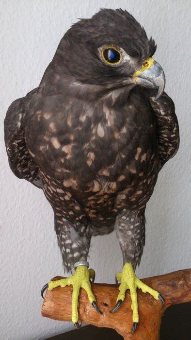 Gyr X Gyr Saker Falcon Falco Rusticolus Rusticolus Catawiki