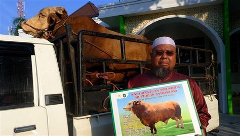 Penampakan Sapi Simental Sumbangan Presiden Jokowi Untuk Kurban Di Kubu