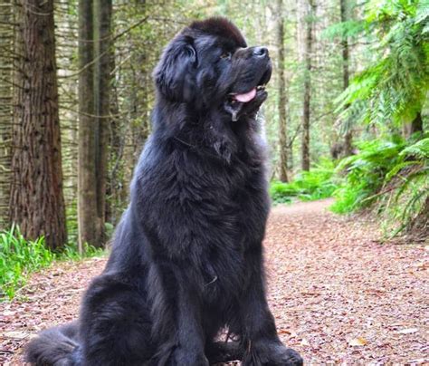 A Large Black Dog Sitting In The Middle Of A Forest