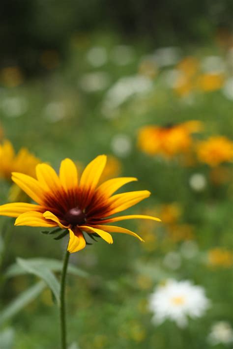 Maine Wildflowers 1 Philip Matarese Flickr