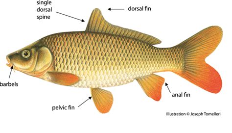 Common Carp Asian Carp Canada