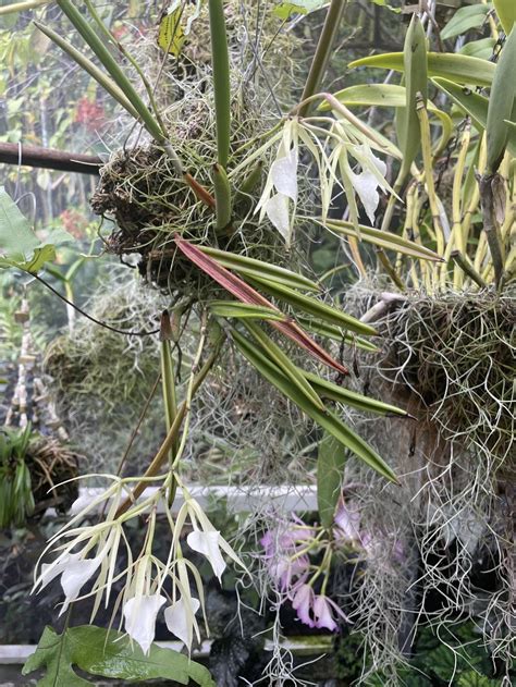 Photo Of The Entire Plant Of Lady Of The Night Orchid Brassavola Nodosa Posted By Dyzzypyxxy