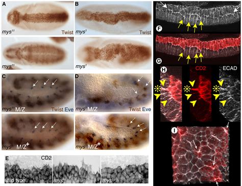 Figure From Fibroblast Growth Factor Signalling Controls Successive