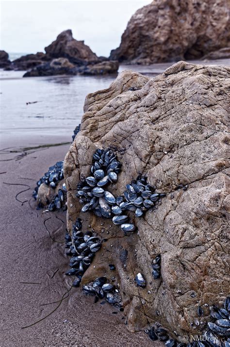 Mussel Beach – Ink, Yarn & Beer
