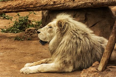 Premium Photo | The lion resting in the natural habitat closeup