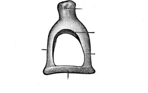 Ossicles - Stapes Diagram | Quizlet