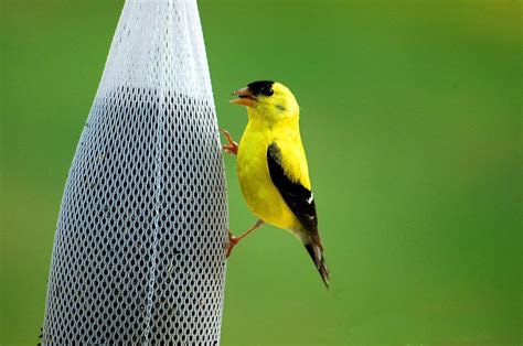 Choosing Birdseed For Feeders Maine Garden Ideas