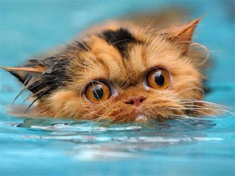 wet cats :)) - Random Photo (15393694) - Fanpop